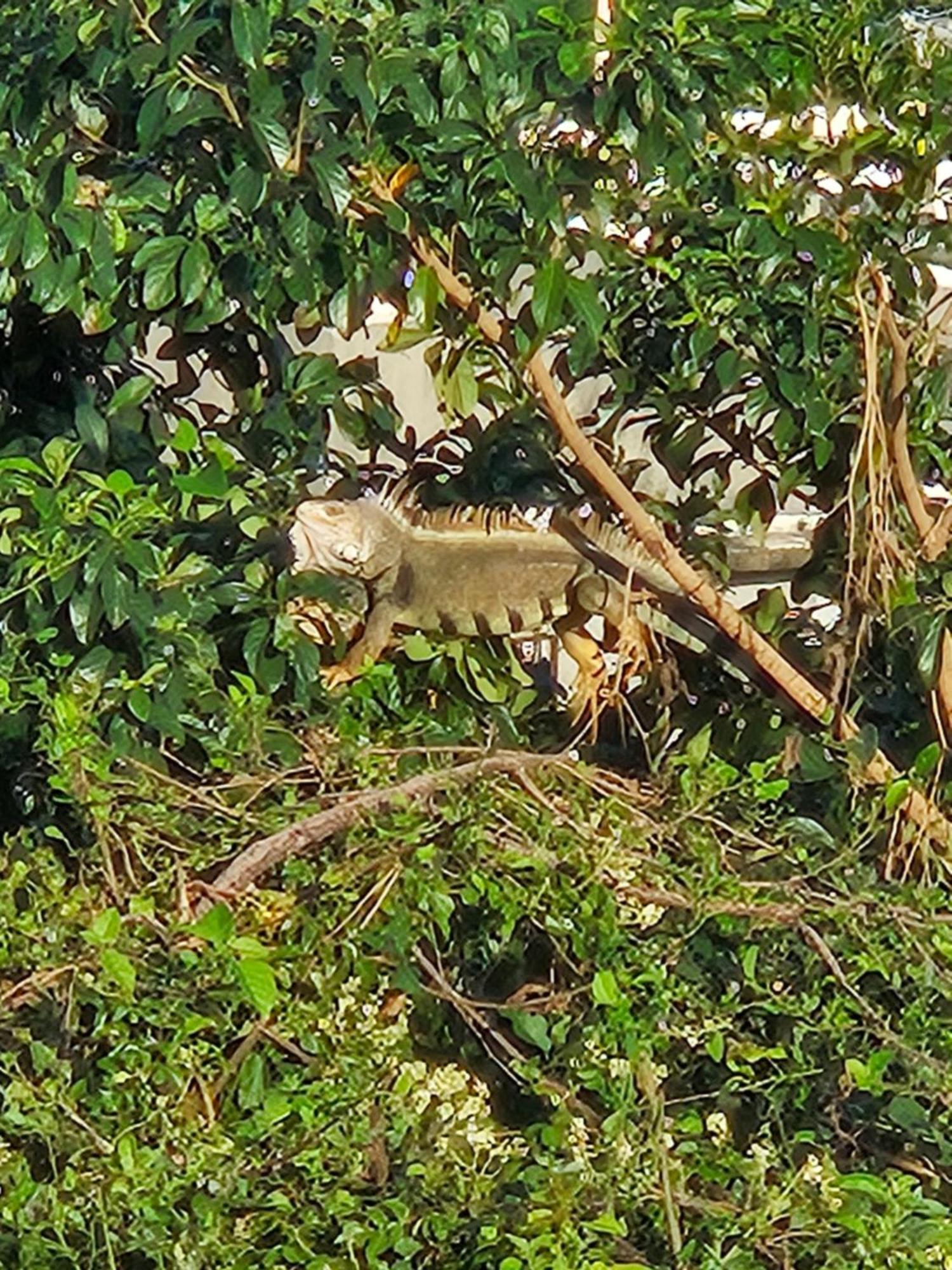 Villa Casa Aramana à Vieques Extérieur photo